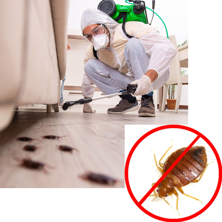 Professional Pest Control Services