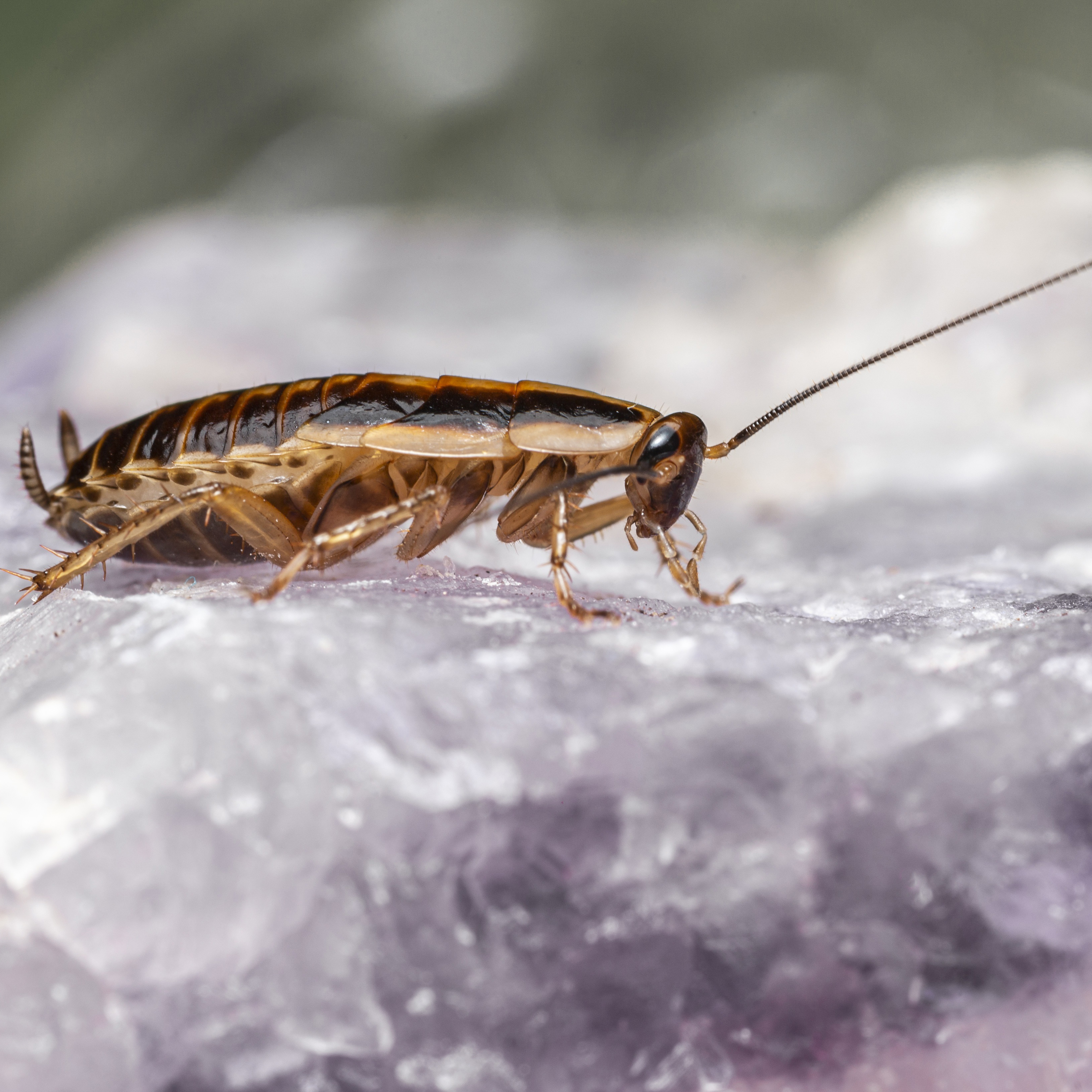 Termite & Cockroach Treatments