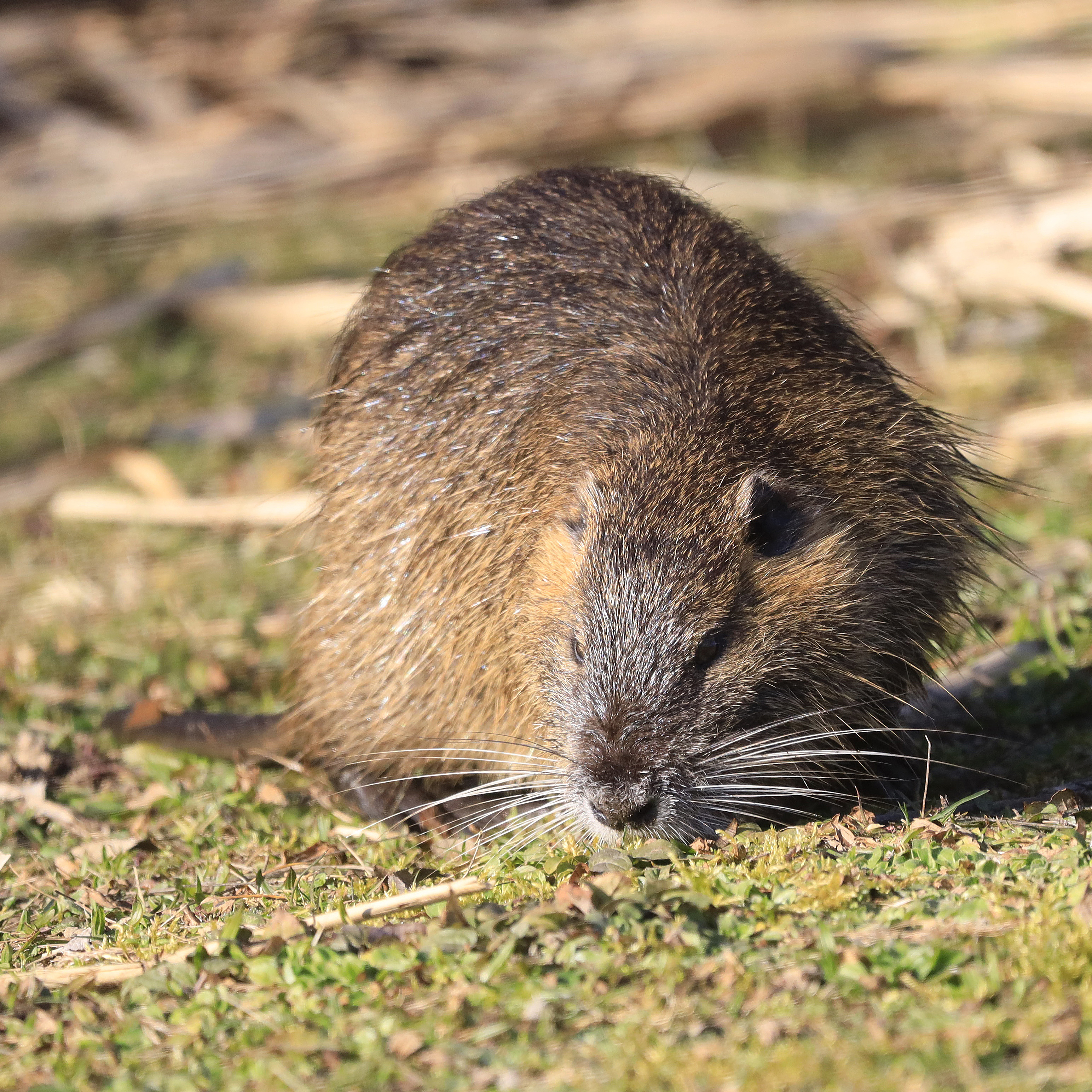 Rat Guard Installations