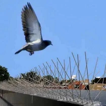Anti-Bird Spikes & Architectural Deterrents